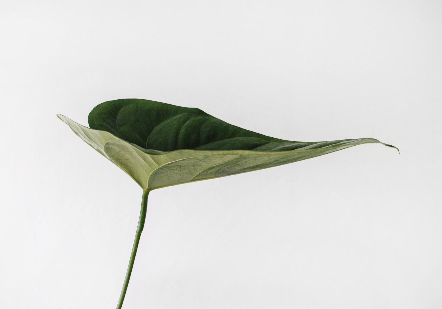 green leaf photography